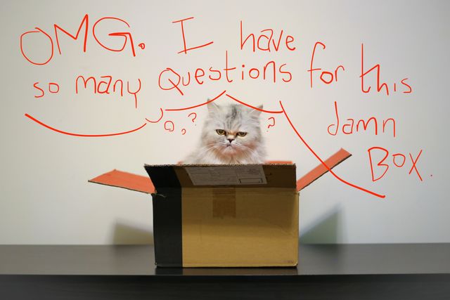 cat in a box, thinking OMG I have so many questions for this damn box